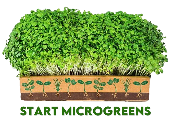 Start Microgreens