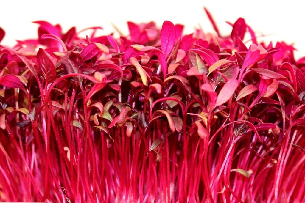 Red amaranth | Amaranth microgreens