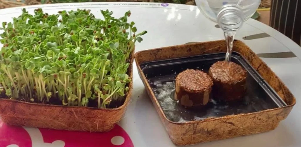 Eco compostable trays | Microgreen trays