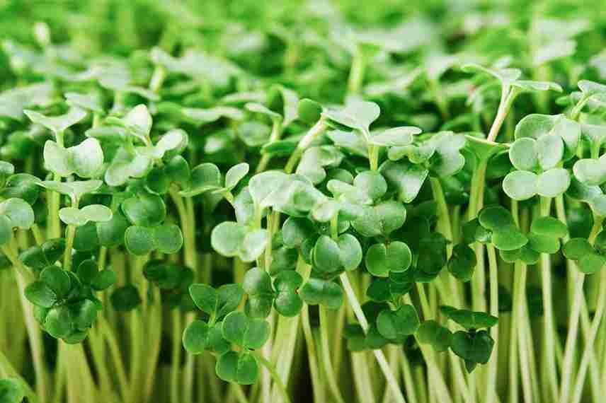 Broccoli microgreens | Most popular microgreens