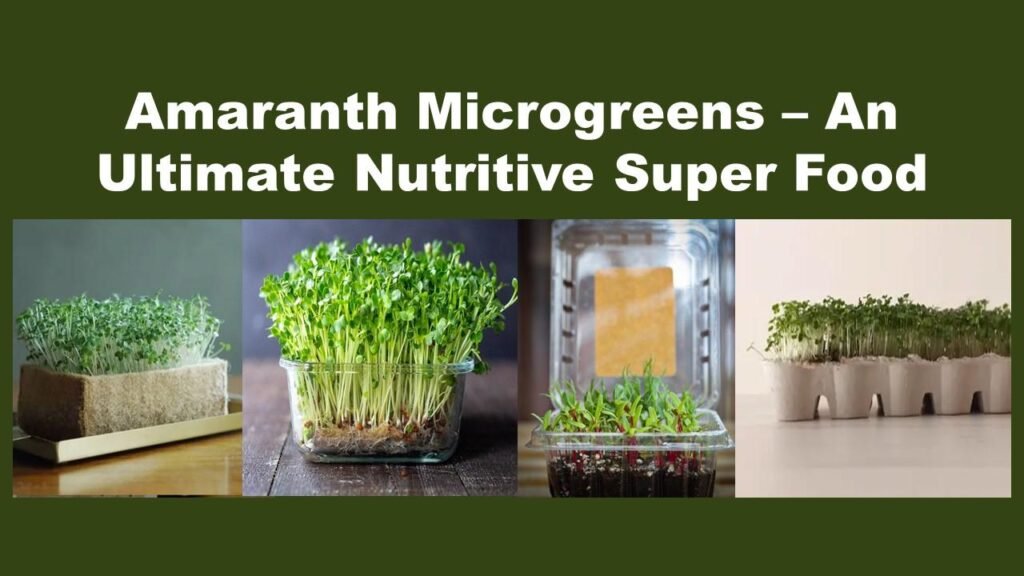 DIY Microgreen Trays: Innovative DIY idea to grow Microgreen