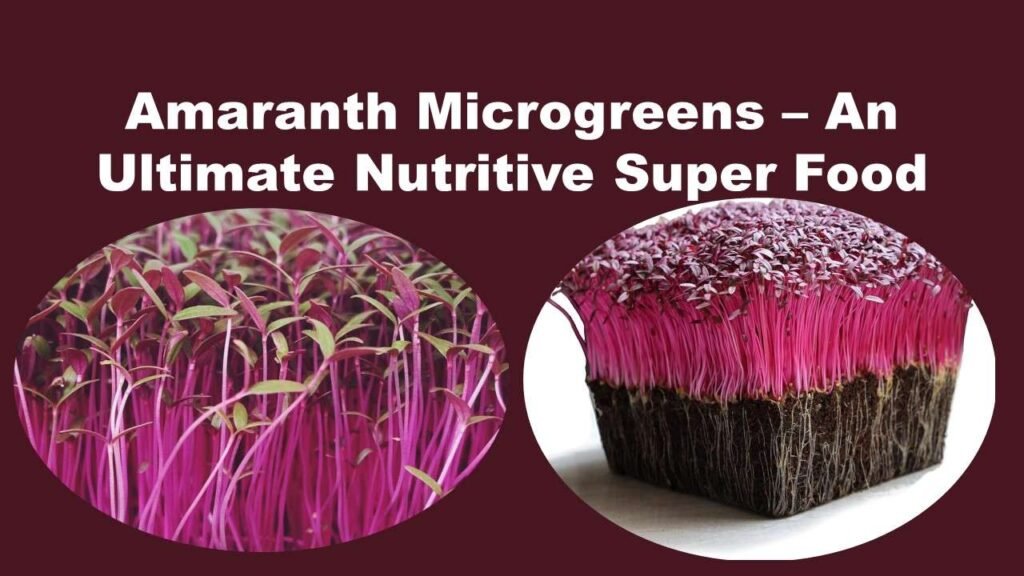 Amaranth Microgreens – An Ultimate Nutritive Super Food
