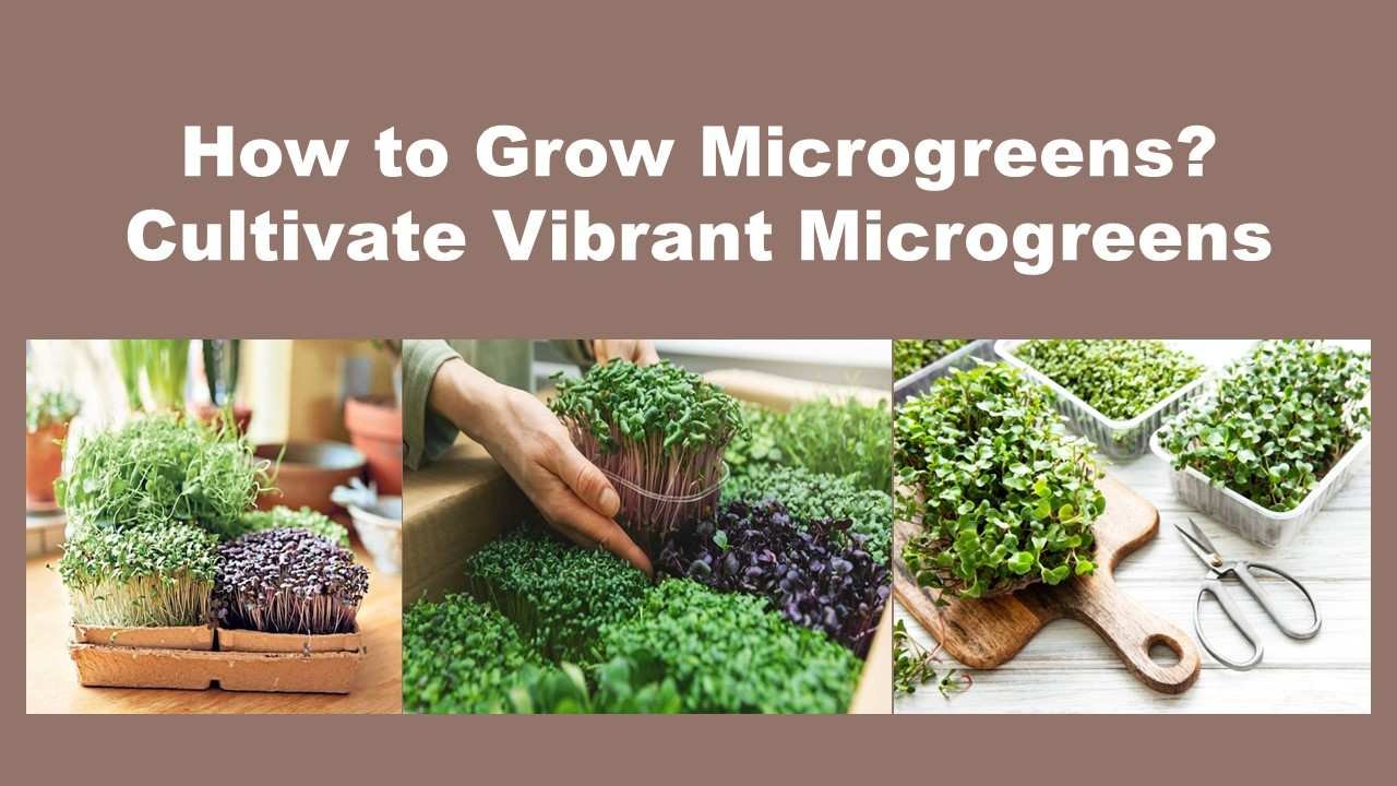 How to grow microgreens? cultivate vibrant microgreens