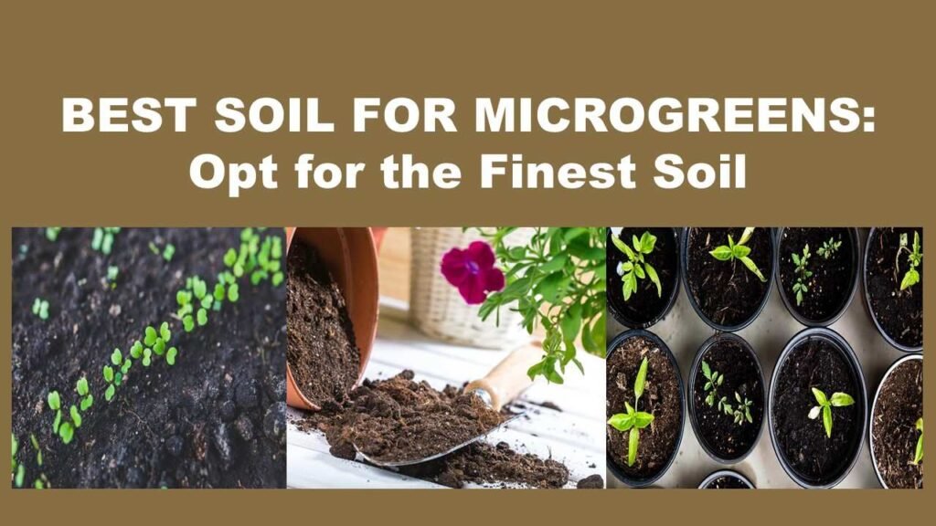 BEST SOIL FOR MICROGREENS: Opt for the FINEST SOIL