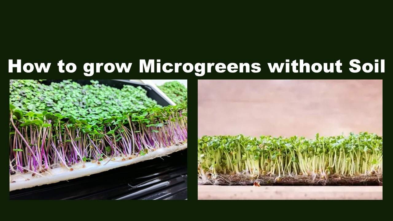 How to grow Microgreens without Soil: Easy tips for Gardener