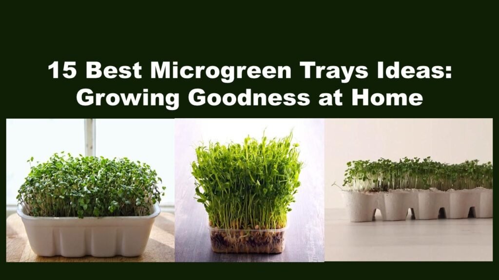 15 Best Microgreen Trays Ideas: Growing Goodness at Home