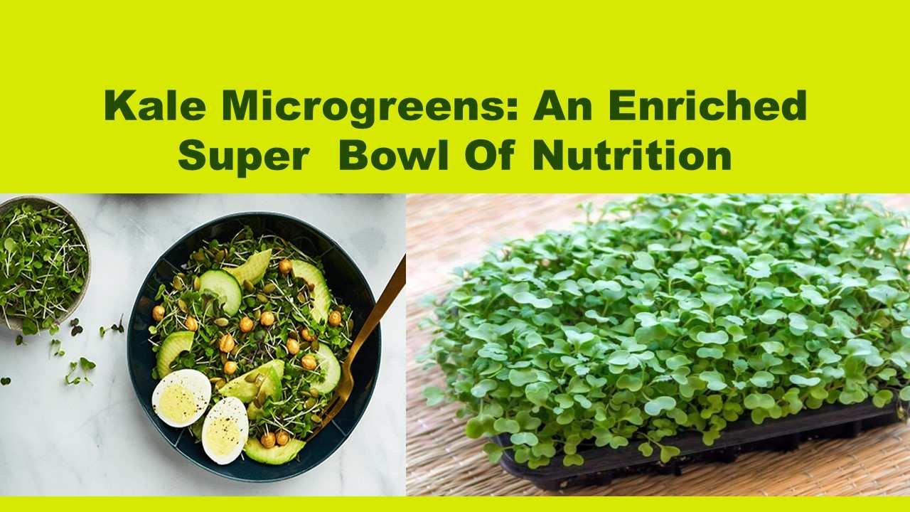 Kale Microgreens: An Enriched Super  Bowl Of Nutrition