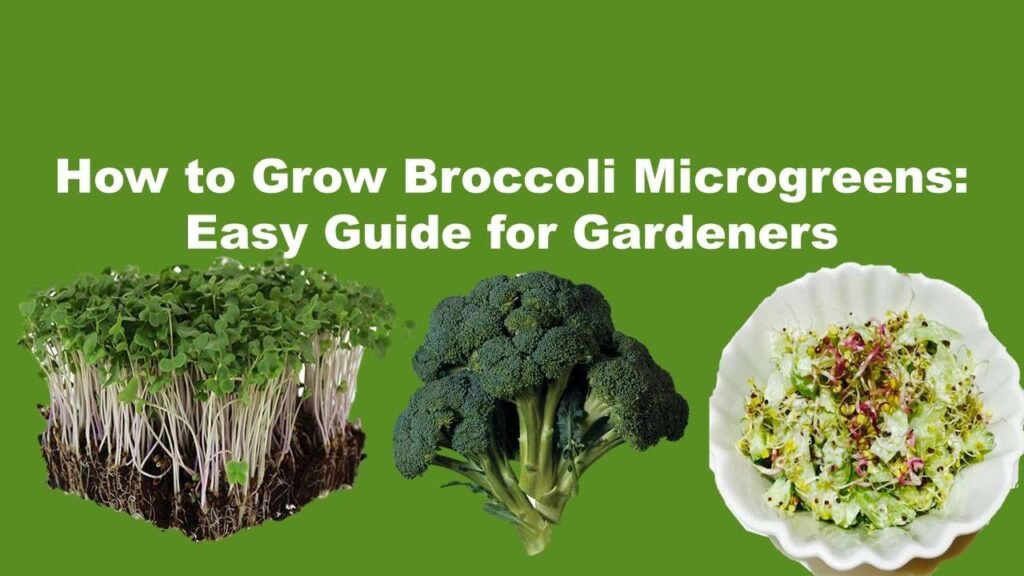 How to Grow Broccoli Microgreens: Easy Guide for Gardeners