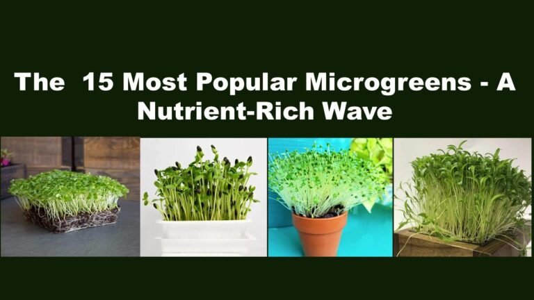 Most Popular Microgreens