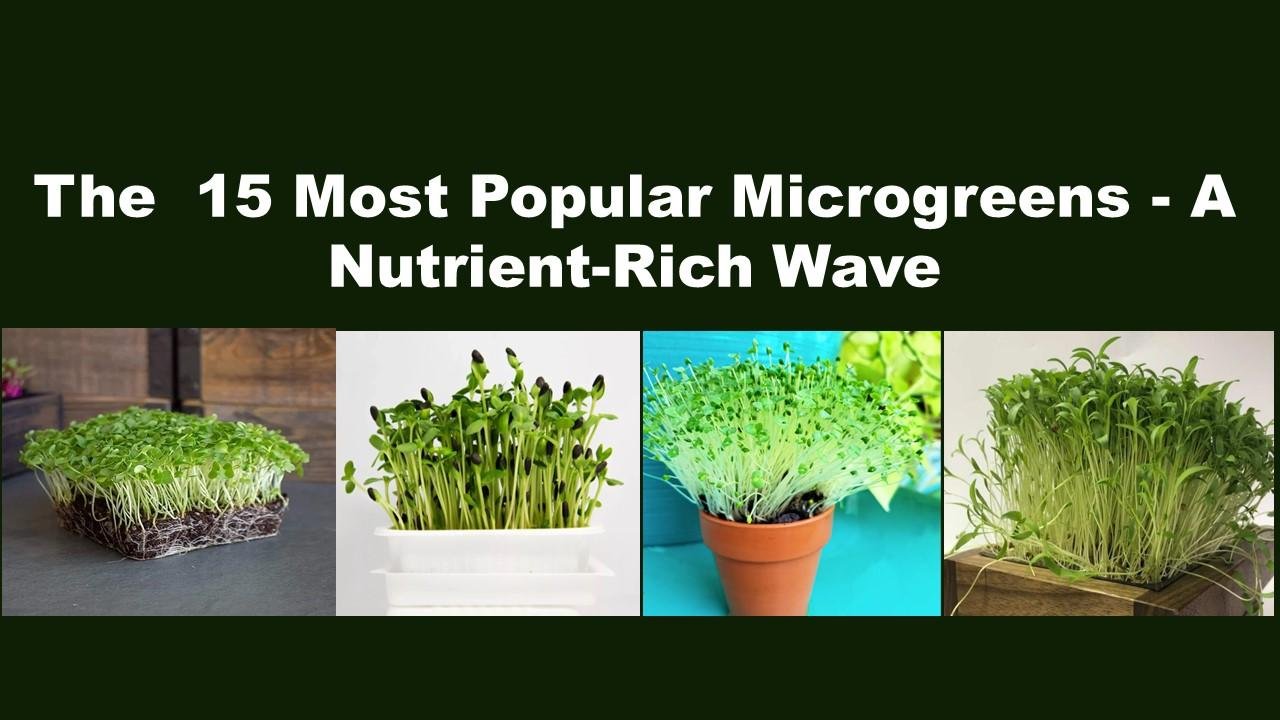 Most Popular Microgreens
