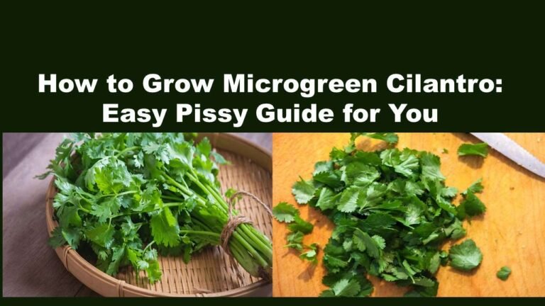 Microgreen Cilantro
