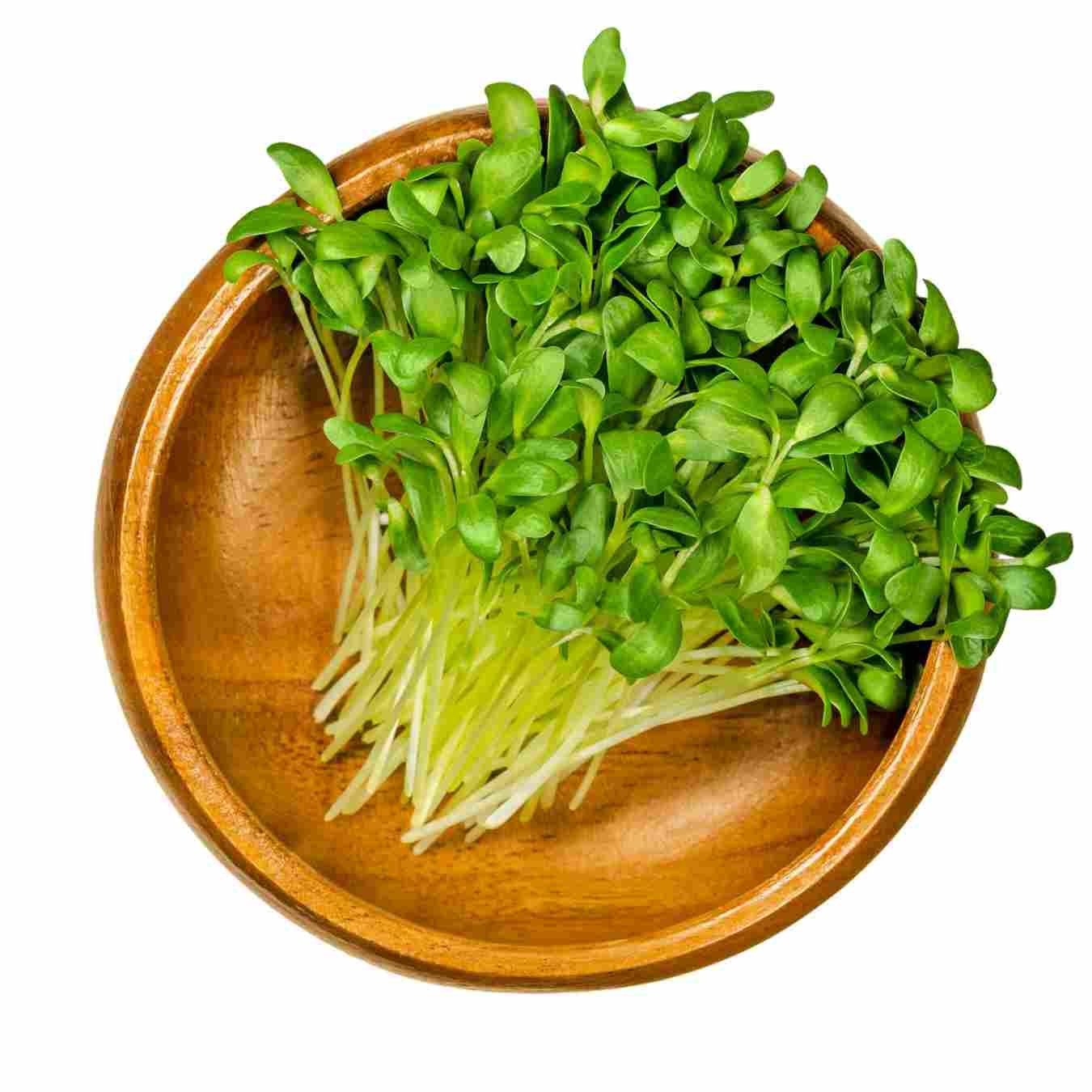 The 15 Most Popular Microgreens | Best Microgreens to Grow