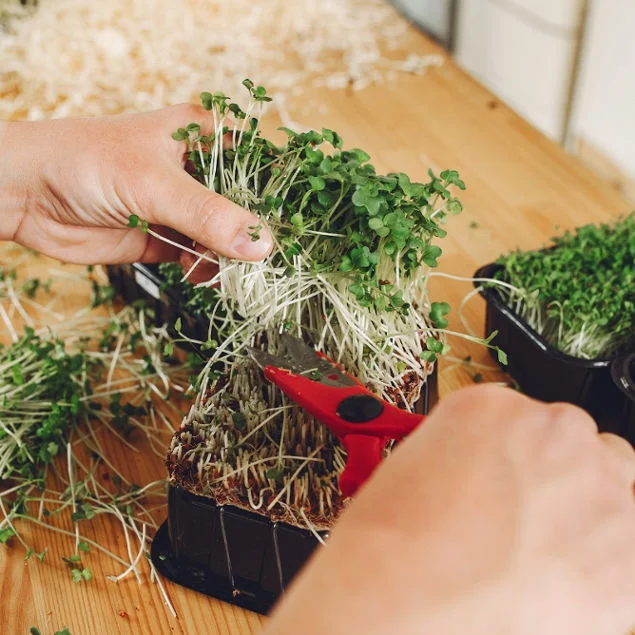 Grow microgreens using cocopeat | How to grow microgreens without soil