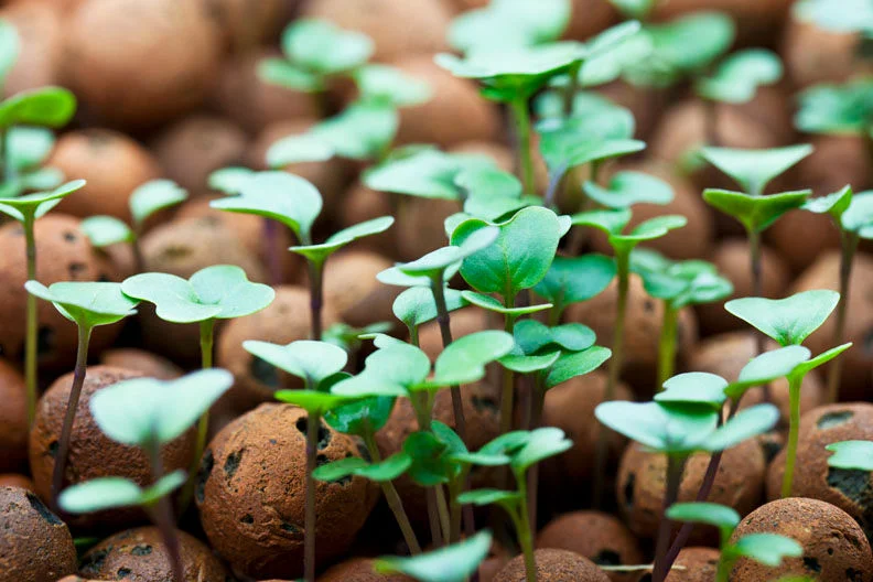 Grow microgreens using clay balls | How to grow microgreens without soil