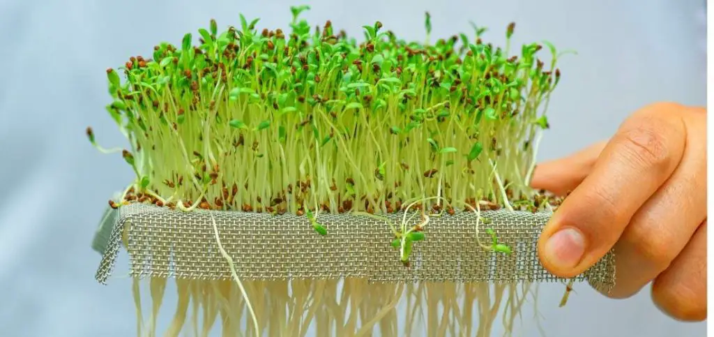 Grow microgreens without soil |How to grow microgreens without soil 