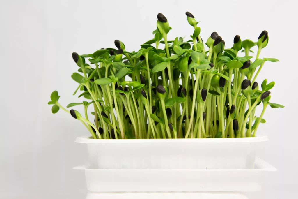 Sunflower microgreens | Most popular microgreens