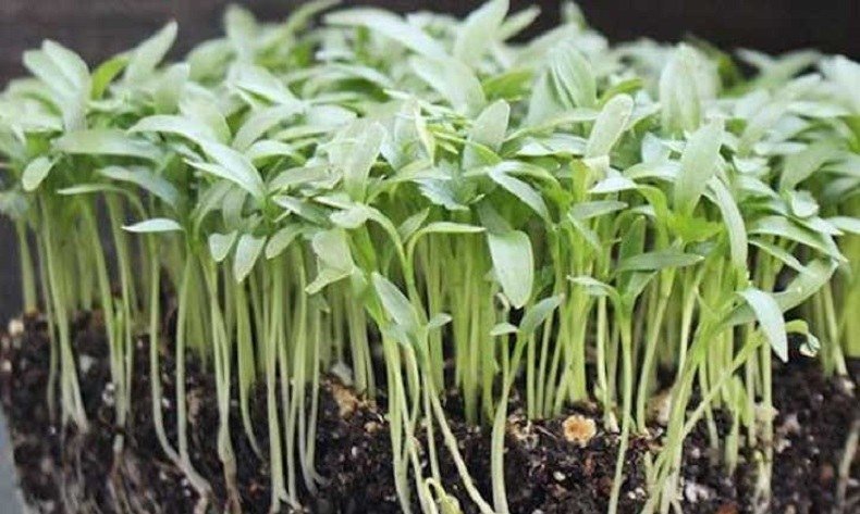 germination of microgreen cilantro seeds