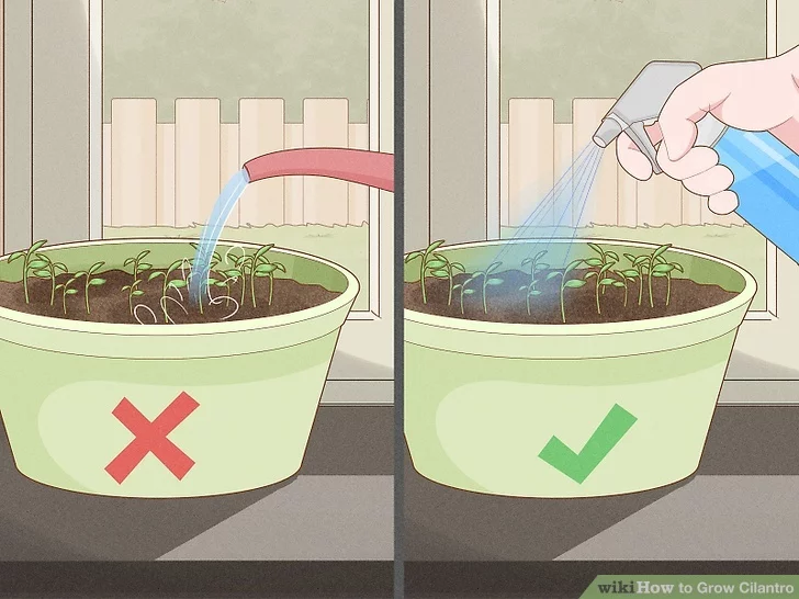 watering and care of microgreen cilantro