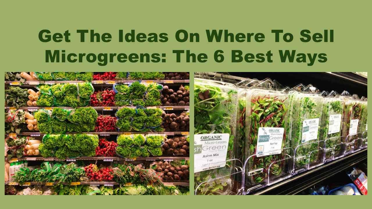 Get The Ideas On Where To Sell Microgreens: The 6 Best Ways