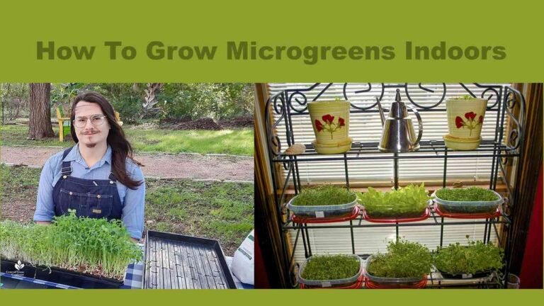 How To Grow Microgreens Indoors