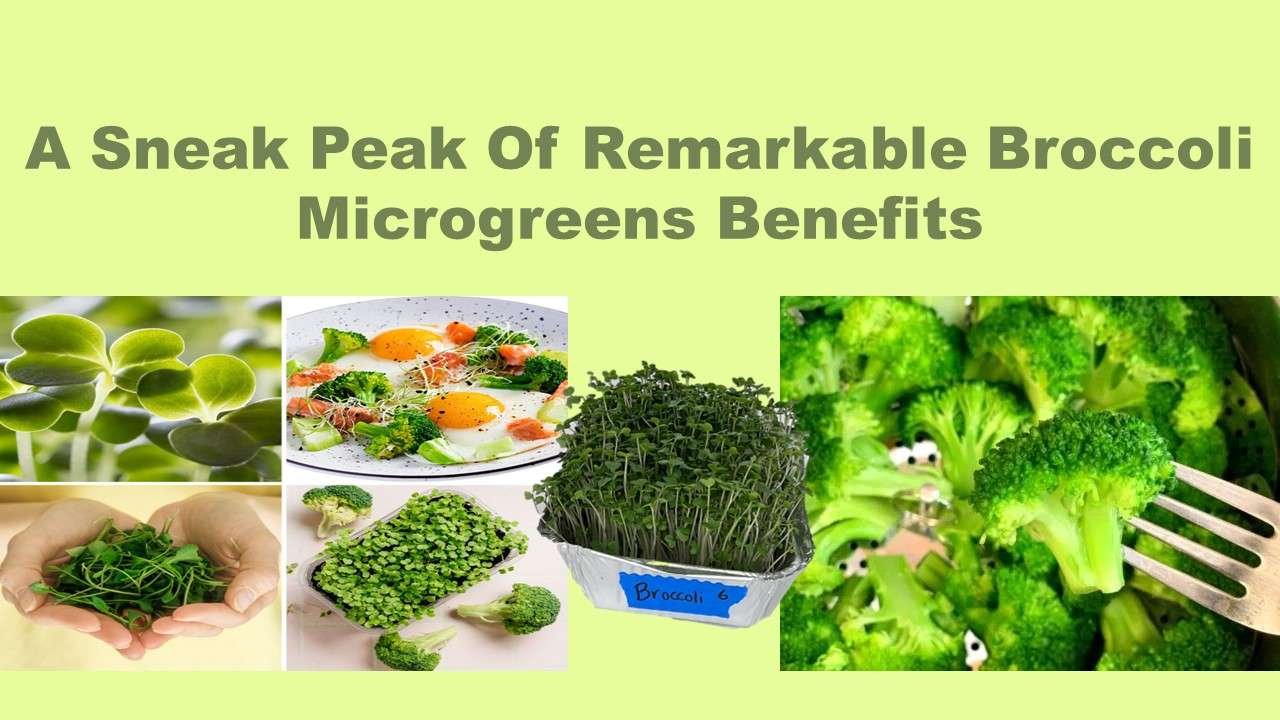 A Sneak Peak Of Remarkable Broccoli Microgreens Benefits