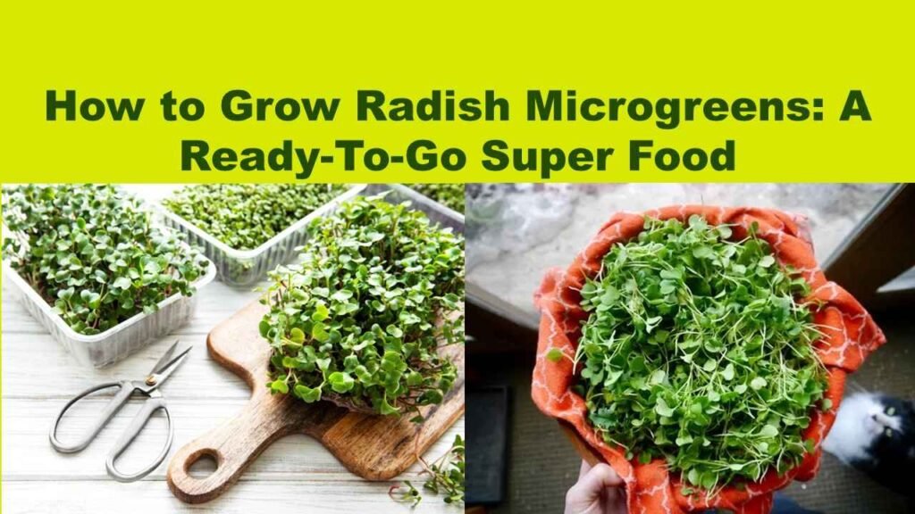 How to Grow Radish Microgreens: A Ready-To-Go Super Food