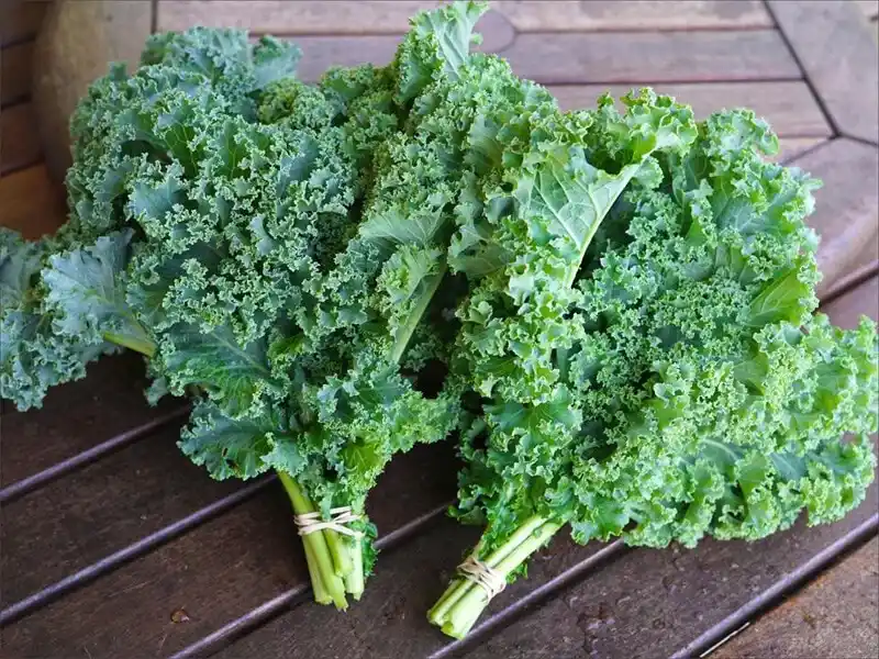 Scots kale | Kale microgreens 