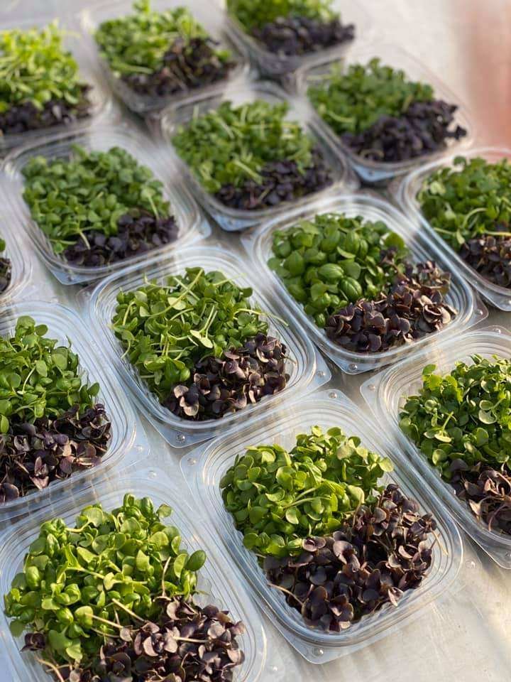 Micorgeens to sell in Farmer markets |  Where to sell microgreens