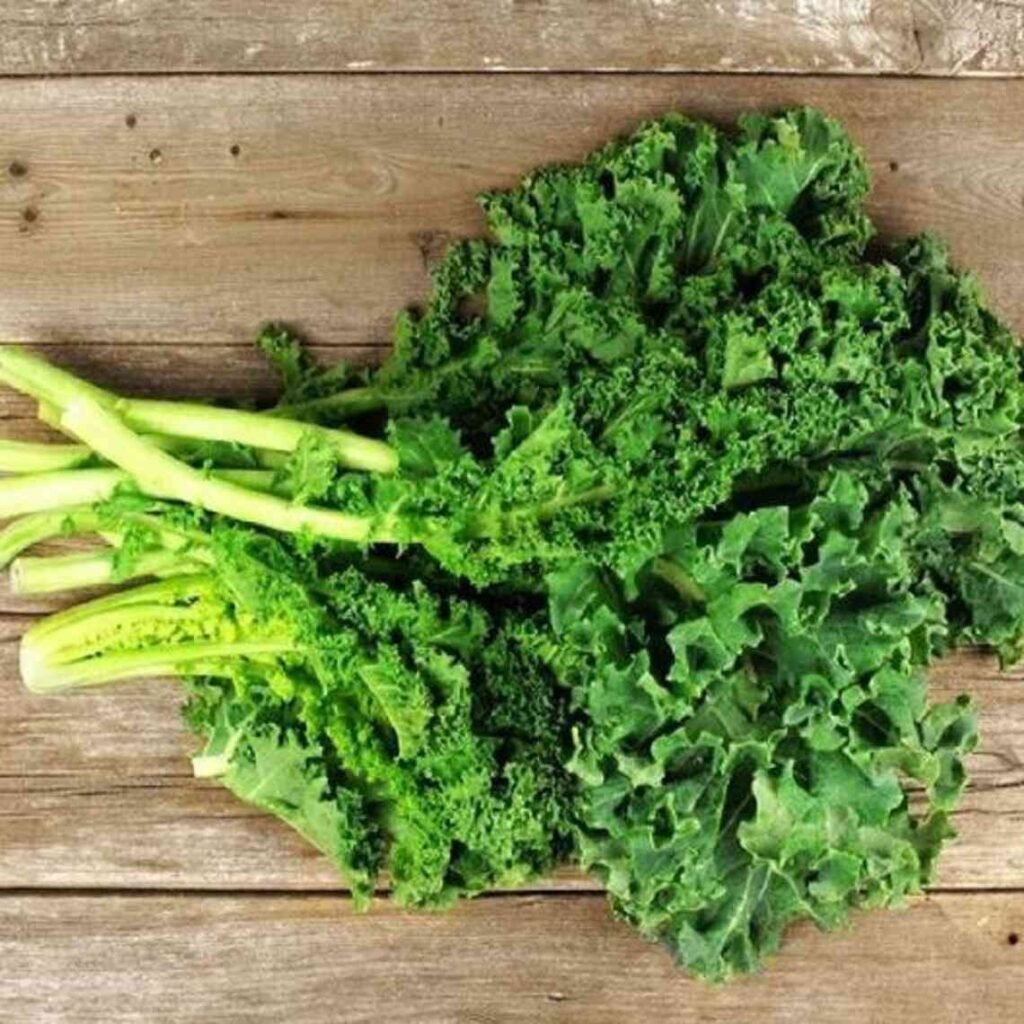 Siberian kale | Kale microgreens 