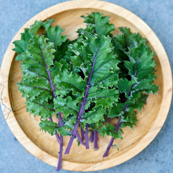 Red russian kale | Kale microgreens