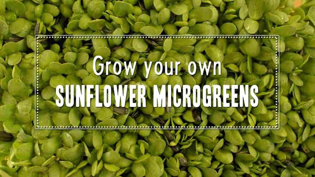 Sunflower microgreens | How to grow Sunflower Microgreens