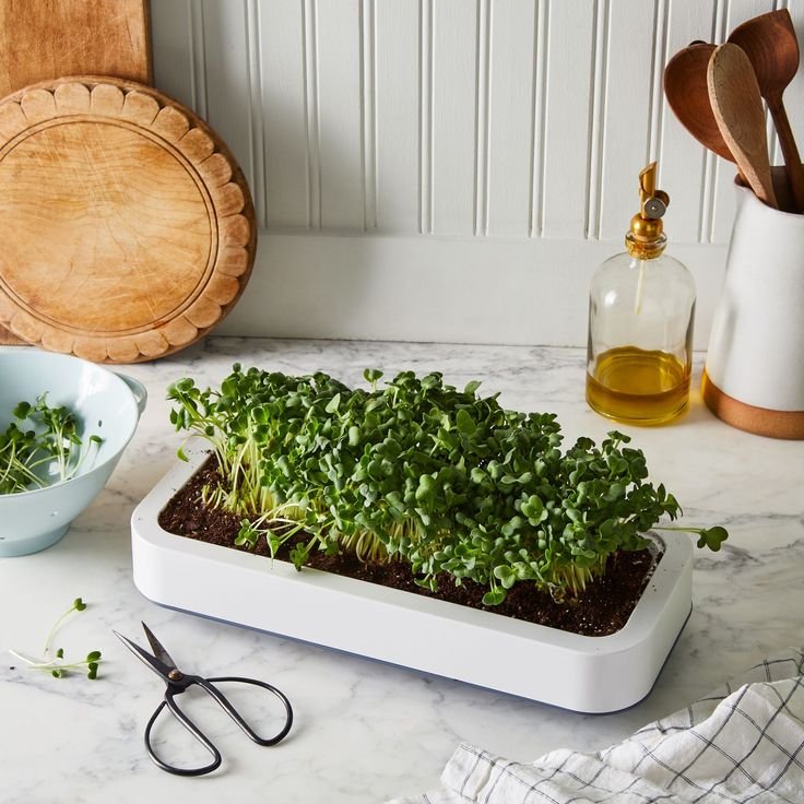 How to harvest microgreens | How to harvest microgreens 