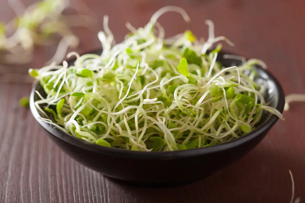 Clover sprouts | Clover sprouts benefits