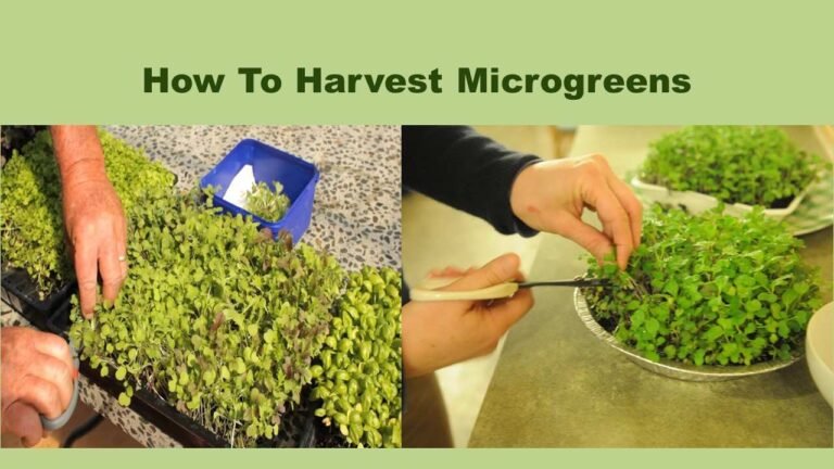 How To Harvest Microgreens