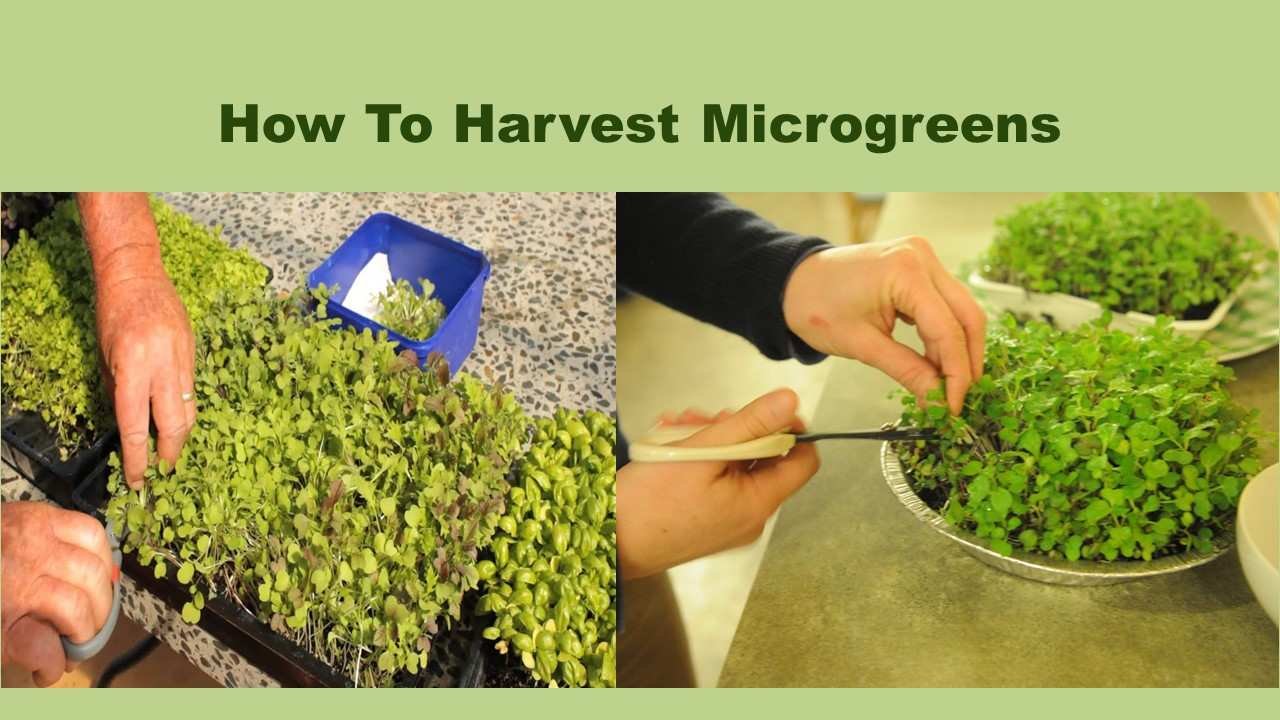 How To Harvest Microgreens