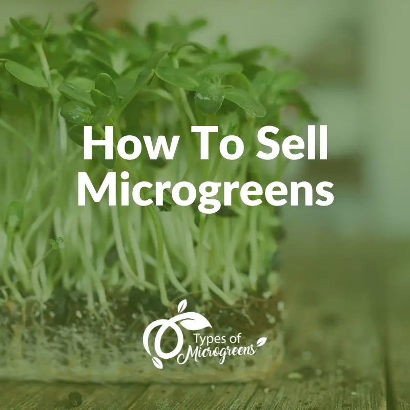 How to sell microgreens | How to sell microgreens 