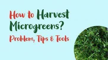 How to harvest microgreens? | how to harvest microgreens