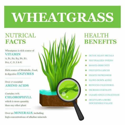 Nutritional benefits of wheatgrass | Where to buy wheatgrass
