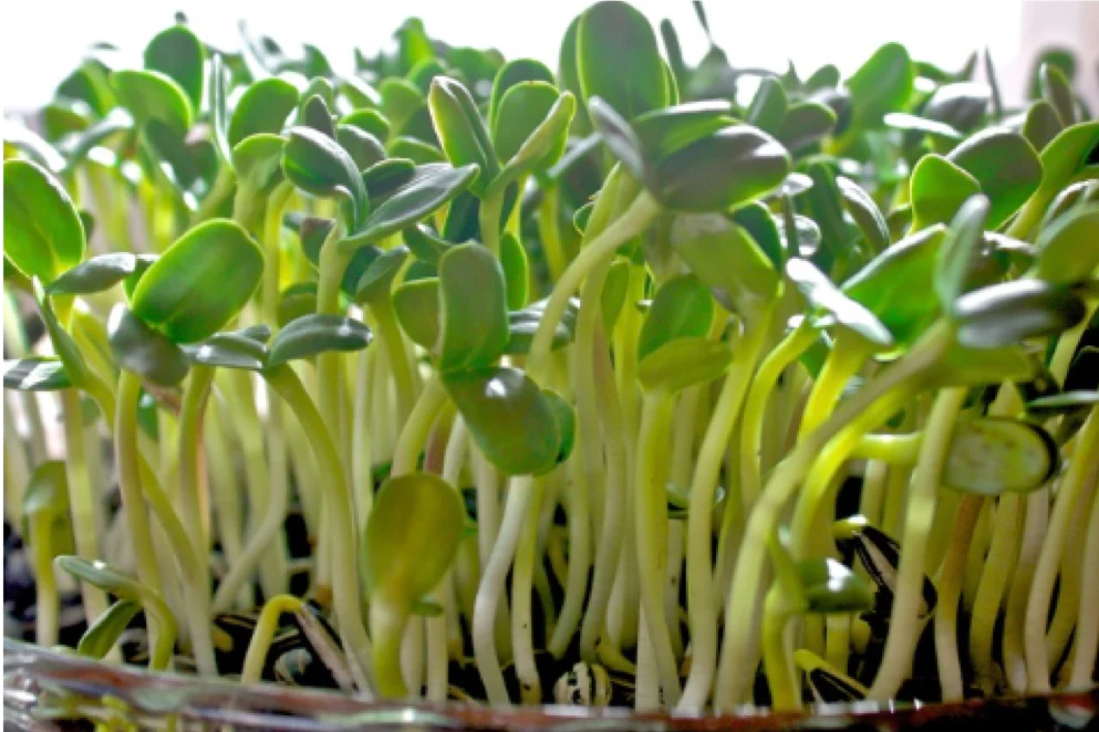 How to grow Sunflower Microgreens | Sunflower microgreens