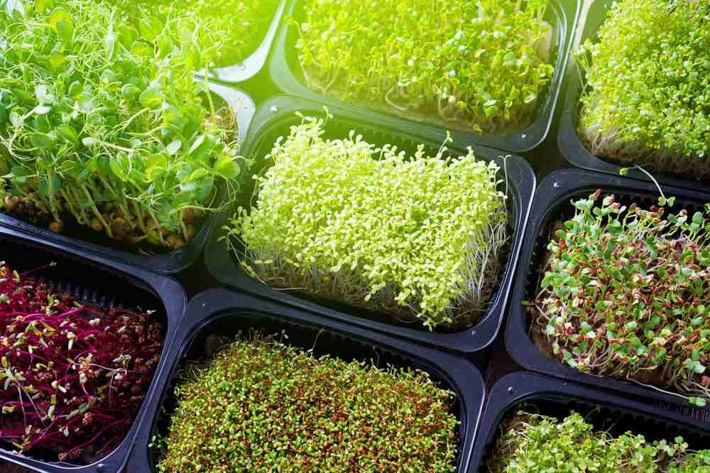Microgreens | Growing microgreens for profit 