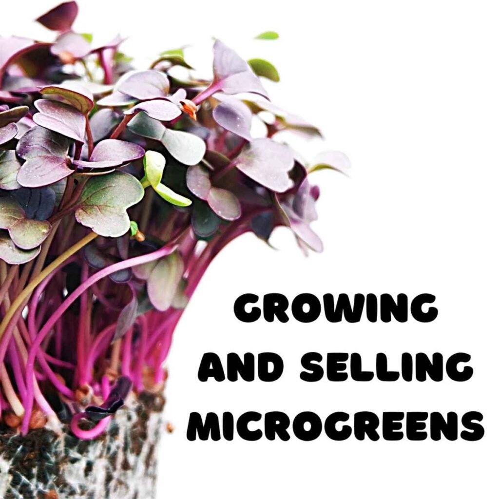 Selling of microgreens | Where to sell microgreens