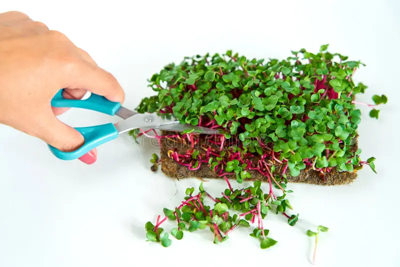 Scissors for harvesting | How to harvest microgreens