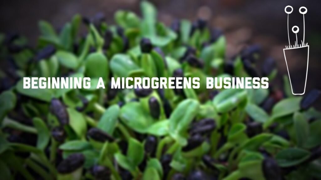 Microgreens business | Microgreens business