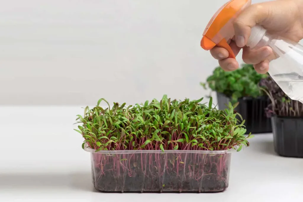 Sprayer | How to harvest microgreens