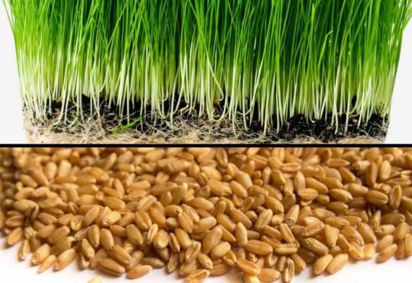 How to grow wheatgrass | where to buy wheatgrass