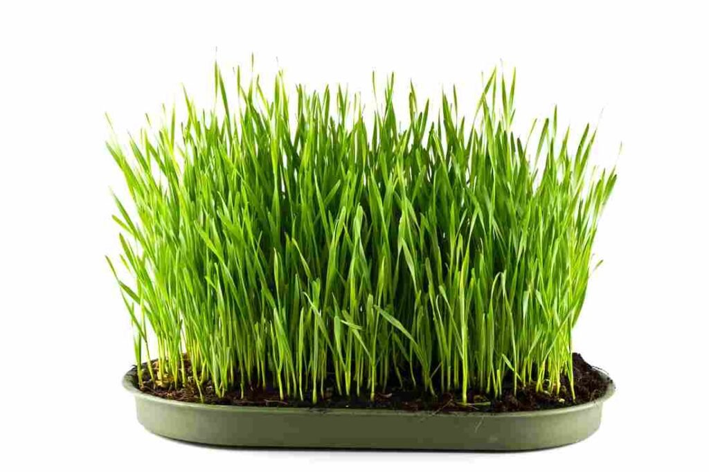 Barley grass | how to grow barley grass