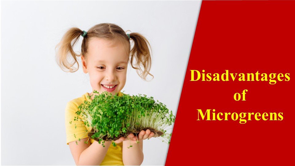 Disadvantages Of Microgreens ? 3 things you must know