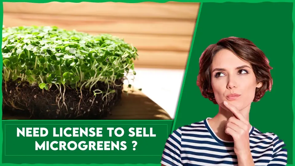 Do I Need A License To Sell Microgreens – Things To Be Noted