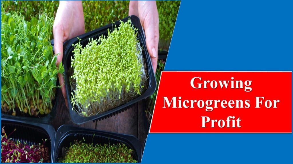 Growing Microgreens For Profit – The Profit Potential