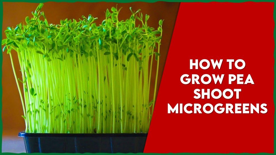 HOW TO GROW PEA SHOOT MICROGREENS